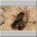 Lasioglossum sexstrigatum~sabulosum - Furchenbiene 01a 8mm.jpg